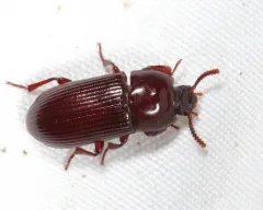 Uloma impressa thumbnail 2