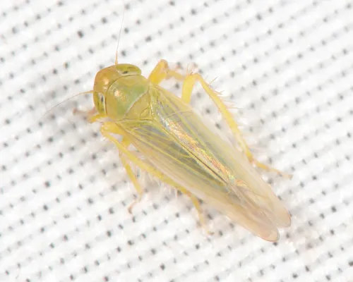 Elymana inornata