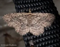 Mycterophora longipalpata thumbnail 2