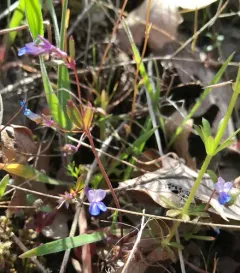 fewflower blue-eyed Mary thumbnail 2