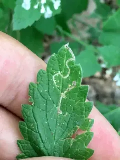 Phytomyza nepetae thumbnail 1