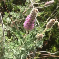 Silky Prairie Clover thumbnail 3