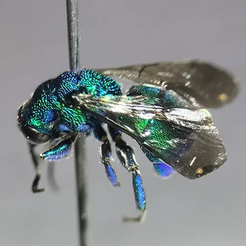 Hedychrum confusum