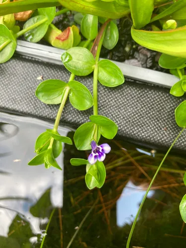 Savannah False Pimpernel