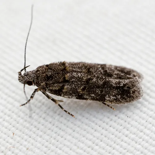 White-banded Pubitelphusa Moth