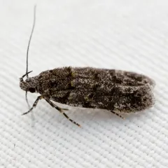 White-banded Pubitelphusa Moth thumbnail 1
