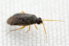 Phoenicocoris strobicola thumbnail 2