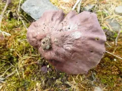 Calvatia fragilis thumbnail 4
