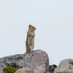 Cascade Golden-mantled Ground Squirrel thumbnail 4