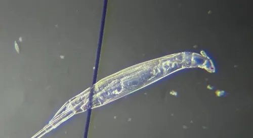 Rotaria neptunia