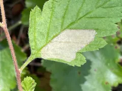 Phyllonorycter holodisci thumbnail 1