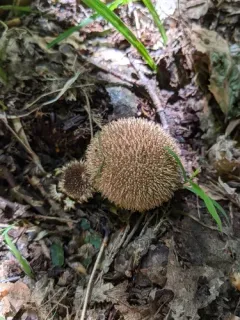 Lycoperdon americanum thumbnail 2