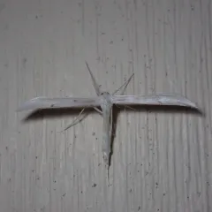 Plain Plume Moth thumbnail 3