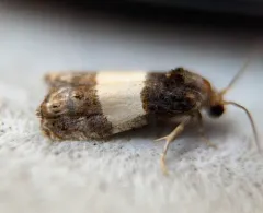 Three-parted Epiblema Moth thumbnail 1