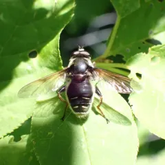 Narrow-banded Pond Fly thumbnail 3
