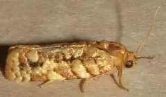Juniper Budworm Moth thumbnail 3
