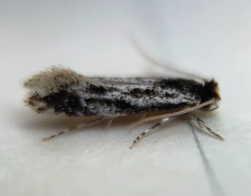 Leucomele miriamella