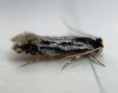 Leucomele miriamella thumbnail 1
