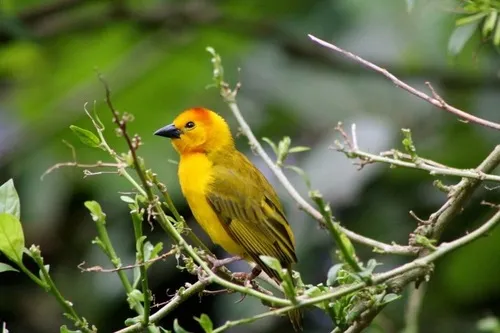 Taveta Golden-Weaver