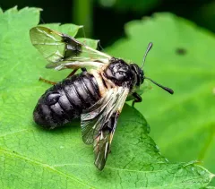 Blotch-winged Honeysuckle Sawfly thumbnail 3