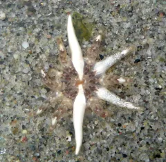 Cryptic Burrowing Anemone thumbnail 2