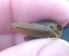 Blunt-tailed Isopod thumbnail 3