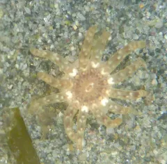 Twelve-tentacled Parasitic Anemone thumbnail 3