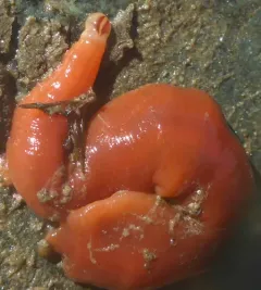 Chevron Ribbon Worm thumbnail 3