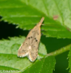 Many-spotted Dichomeris Moth thumbnail 2