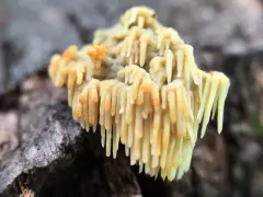 Sarcodontia amplissima thumbnail 3