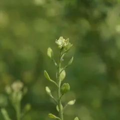 Common Peppergrass thumbnail 2