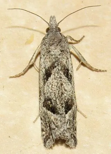 Pelochrista corosana