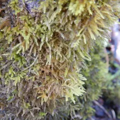Elegant Beaked Moss thumbnail 3