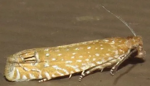 Pelochrista albiguttana