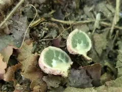 Phallogaster saccatus thumbnail 3