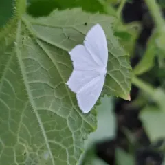 Snowy Geometer Moth thumbnail 2