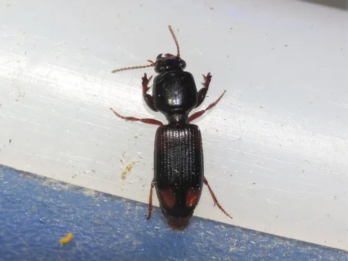 Greater Tail-light Carabid