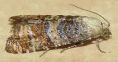 Ponderosa Pine Caterpillar Moth thumbnail 2