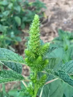 powell's amaranth thumbnail 1