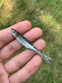 Carmine Shiner thumbnail 3