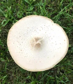 Green-spored Parasol thumbnail 3