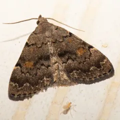 Pale-winged Idia Moth thumbnail 3