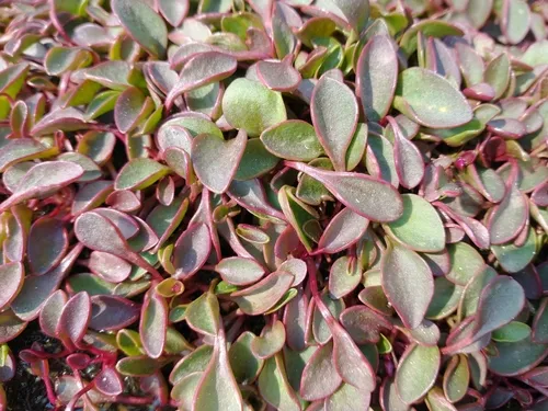 Sierra Springbeauty
