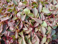 Sierra Springbeauty thumbnail 1
