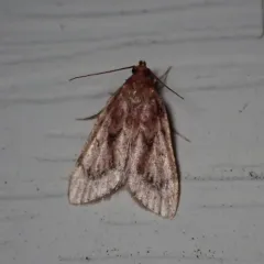 Pink-masked Pyralid Moth thumbnail 3