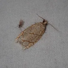 Yellow-winged Oak Leafroller Moth thumbnail 4