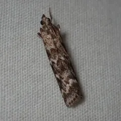 Spruce Coneworm Moth thumbnail 2
