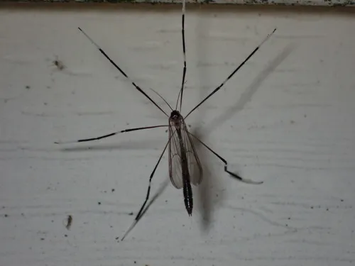 Pygmy Phantom Crane Fly