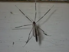 Pygmy Phantom Crane Fly thumbnail 1