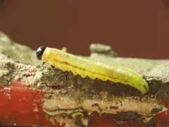 Hemlock Sawfly thumbnail 2